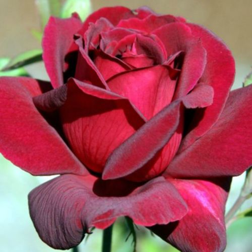 Gärtnerei - Rosa Black Velvet™ - rot - teehybriden-edelrosen - duftlos - Dennison Harlow Morey - Aus den riesigen schwarzen Knospen bilden sich kelchförmige, halbgefüllte Blüten.